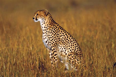 How do cheetahs survive in the grasslands? – AnswerParadise.net