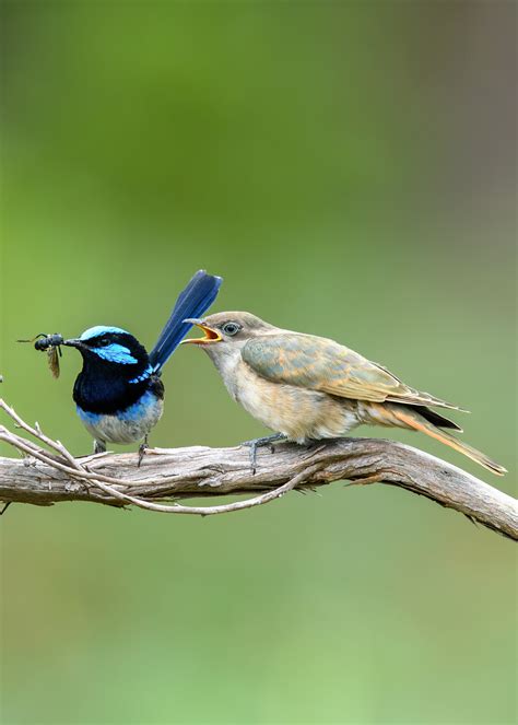 How do cuckoos find their hosts? Nature