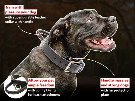 How do dog training collars work? Updated January 2024