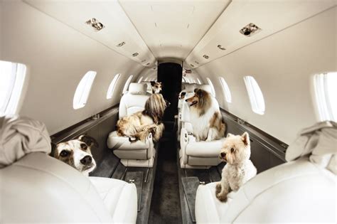 How do dogs get shipped on planes? Th…