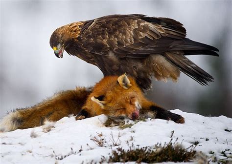 How do eagles hunt and eat owls? - Quora