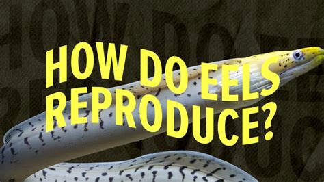How do eels reproduce. Things To Know About How do eels reproduce. 