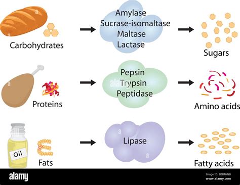 How do enzymes aid in digestion