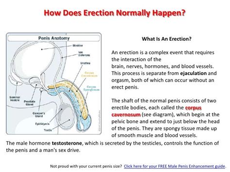 How do erections work and how long should they last 