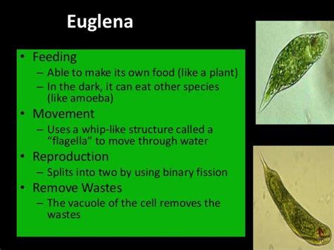 How do flagellates eat and what do they eat? - Answers