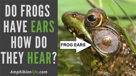 How do frogs hear? - Answers