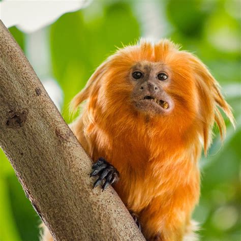 How do golden lion tamarins protect themselves - Weebly