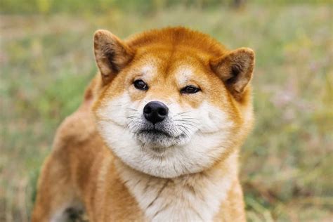 The token's Shiba Inu's history is marked by its community-driven approach, with its creator, Ryoshi, emphasizing the importance of a decentralized, community-led project. How do I buy Shiba Inu? You can buy, send, and receive SHIB from a few different crypto exchanges like Coinbase, for example. . 