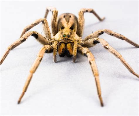 How do i get rid of astral spiders.  There&rsquo;s plenty of advice on managing ar...