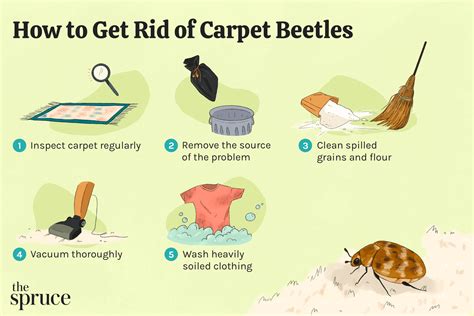 How do i get rid of carpet beetles. Clean Fabrics with High Heat. Wash all of the fabrics in your home that you possibly can and dry them on high heat (over 120 degrees F) to kill any carpet beetle insects, larvae, or eggs. The high heat of the dryer is important as that is what will kill the carpet beetles. Don't forget clothing, bedding, towels, and other linens. 