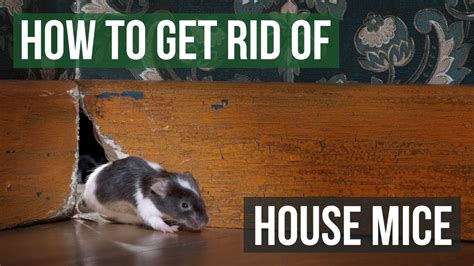 How do i get rid of mice in my house. Seal up any holes with weatherproof sealant. Install a metal mesh over any vents or other openings in the roof. Keep bushes and trees trimmed back from the house so mice can't use them as a hiding place. Store food in airtight containers and keep pet food stored away from the house. 