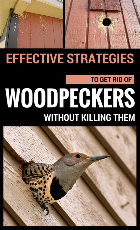 How do i get rid of woodpeckers. Instead use woodpecker deterrents that use flashing lights, moving objects, and shapes that resemble natural dangers. To effectively deter woodpeckers, devices ... 