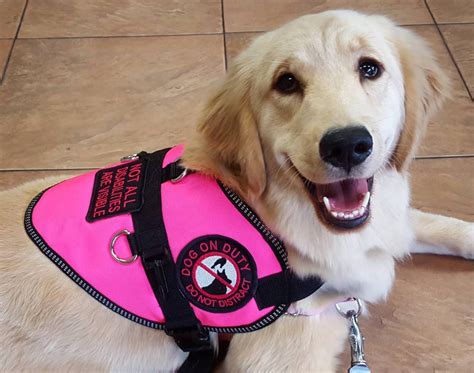 How do i make my dog a service dog. Things To Know About How do i make my dog a service dog. 