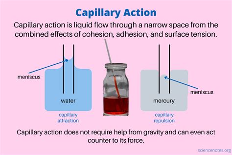 How do intermolecular forces affect capillary action?