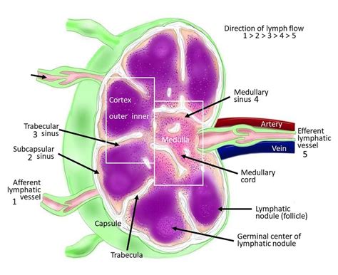 How do lymphocytes enter a lymph node?