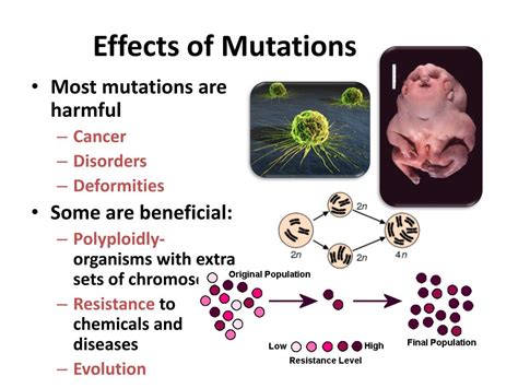 In multicellular organisms, mutations can be classed as either somatic or germ-line: Somatic mutations – occur in a single body cell and cannot be inherited (only tissues derived from mutated cell are affected); Germline mutations – occur in gametes and can be passed onto offspring (every cell in the entire organism will be affected); Germline …. 