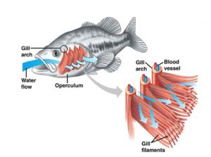 How do osteichthyes breathe? - Studybuff