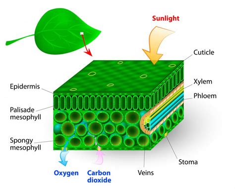 How do other color pigments help chlorophyll carry out …