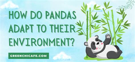 How do pandas adapt? - Answers