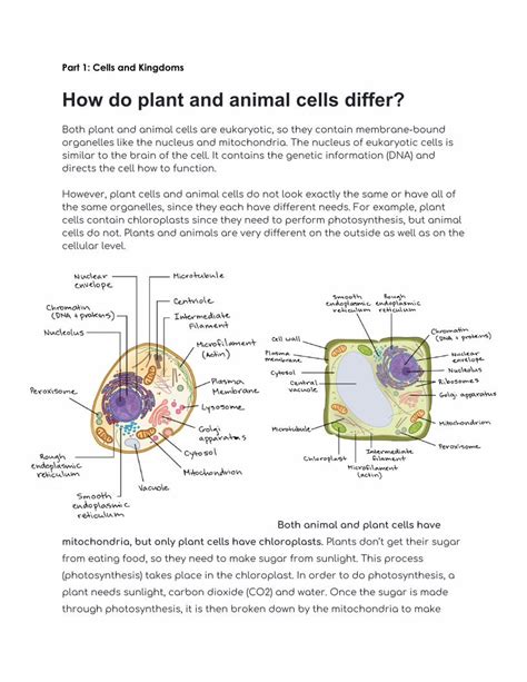 How do plant and animal cells differ? - UP Education Network