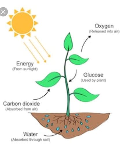 How do plants get nutrients? Biology Q&A - BYJU