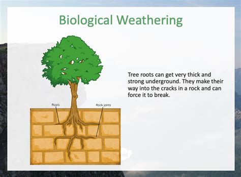 How do plants help to weather rocks? - Answers