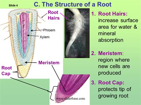 How do root hairs increase surface area for water and mineral ...