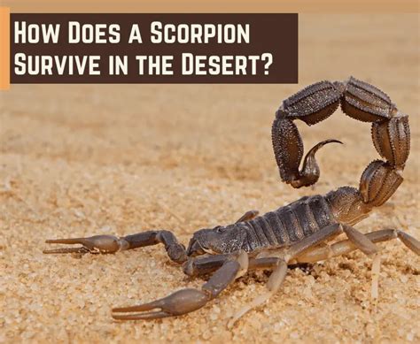 How do scorpions survive? - ThinkCelestial