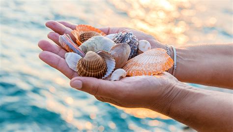 How do shells form? The Lighthouse