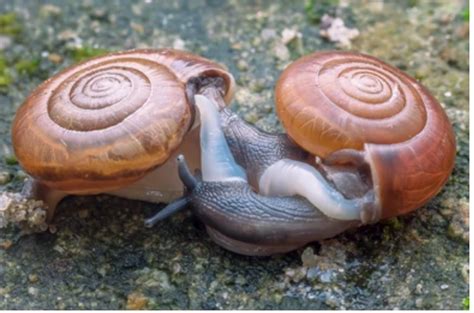 How do snails have sex.  Reproductive Diversity Among Snails While the simultaneou...