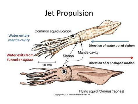 How do squid propel themselves through water?