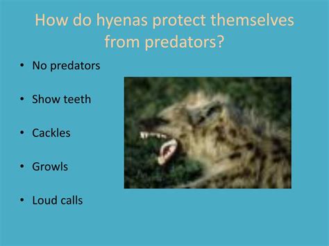 How do striped hyenas protect themselves from predators