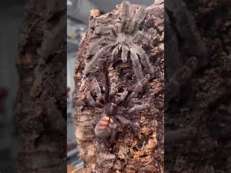 How do tarantulas reproduce? - Quora