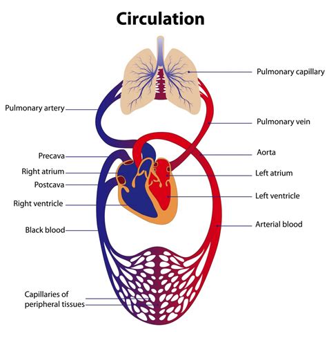 How do the respiratory and circulatory systerm work together