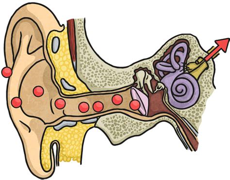 How do we use our ears to hear sound? - Twinkl Homework Help