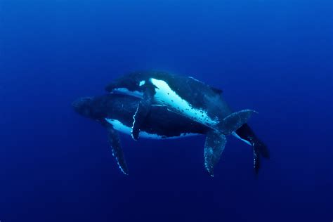 How do whales mate. A female can give birth about every two to three years, sometimes even annually, as is the case for the harbour porpoise. The age at which young cetaceans can in turn reproduce varies from one species to the next. For blue whales, sexual maturity for both males and females is reached after about 5 years. 