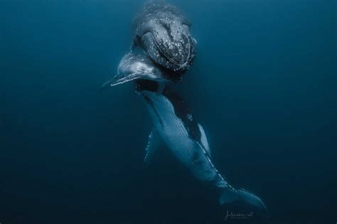 How do whales sleep underwater? These award-winning photos …