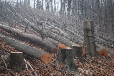 How do you cut down a tree. Jan 13, 2022 ... Those reasons will vary from person to person and may include safety, economic, and habitat management considerations, just to name a few. 