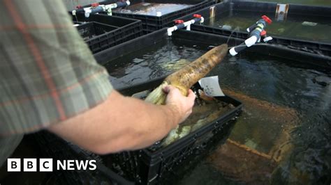 How do you farm a geoduck? - BBC News