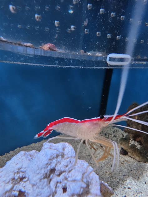 How do you feed a cleaner shrimp? REEF2REEF Saltwater and …