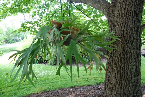 How do you fertilize a staghorn fern? - From Hunger To Hope