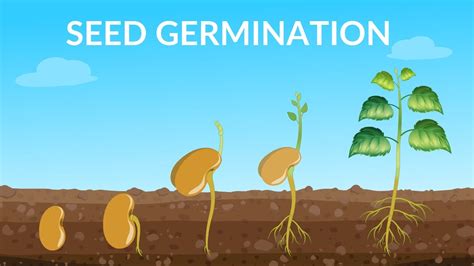How do you germinate seeds. Things To Know About How do you germinate seeds. 