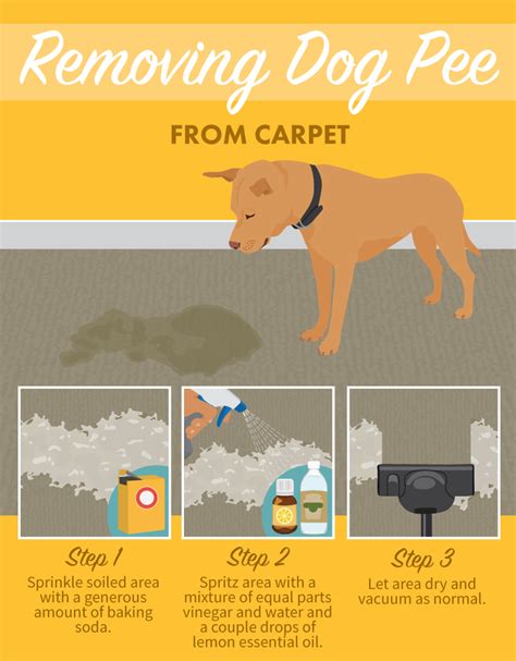 How do you get dog pee out of carpet. Method 2: Getting old urine smell out of the carpet using vinegar. If possible, place a folded towel under the carpet to protect the floor. Apply a solution of one cup water, one cup white vinegar, and 2 teaspoons of baking soda. Let the solution soak into the spot for 5 minutes, Finally, use a paper towel or rag to soak up the solution. 