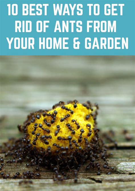 How do you get rid ants. Hanging up garlic bulbs in a pantry may mask the smell of sweets that would attract sugar ants, causing them to stay away. Used coffee grounds. Coffee’s strong acidic odor is … 