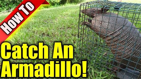 How do you get rid of armadillos. A common misconception is that nine-banded armadillos can roll up into spherical balls. In reality, only two species of armadillo (both three-banded) are able to roll up completely. Nine-banded armadillos are about 2.5 feet (0.7 meters) long from the nose to the tip of the tail and weigh an average of 12 pounds (5 kilograms). 