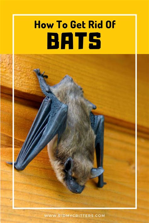 How do you get rid of bats. Things To Know About How do you get rid of bats. 