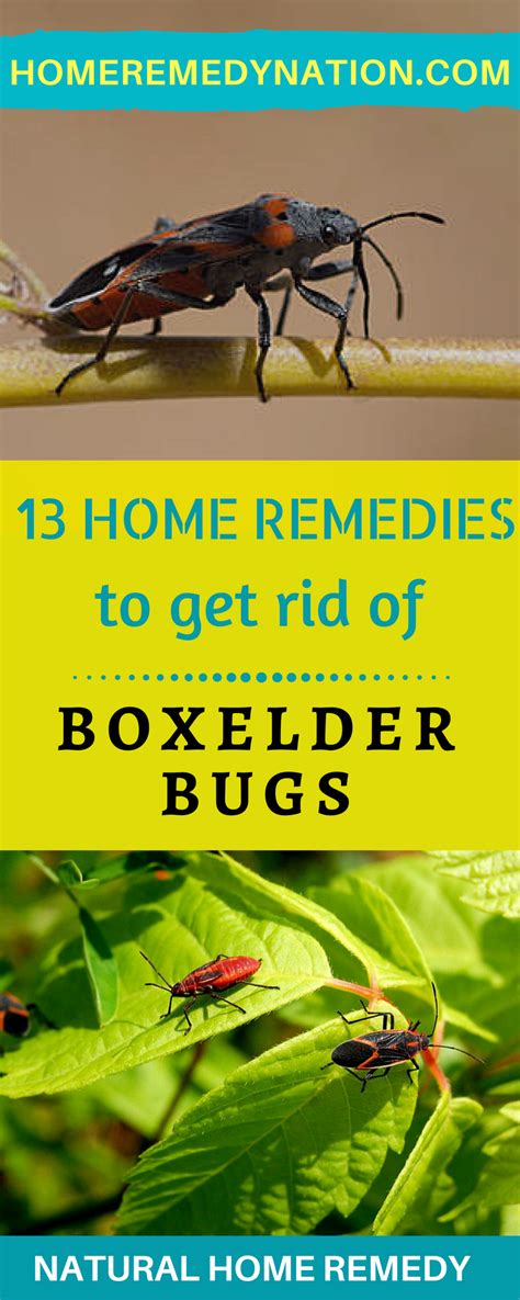 How do you get rid of boxelder bugs. Dear Lifehacker, 