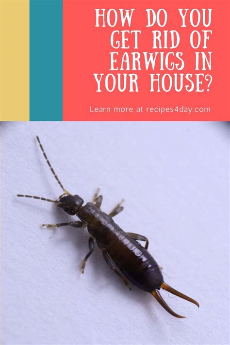 How do you get rid of earwigs. Feb 6, 2024 · Bait empty tuna cans or shallow plastic containers with a mixture of soy sauce and vegetable oil and leave them in infested areas overnight. In the morning, empty the oil traps over a bucket of ... 