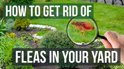 How do you get rid of fleas in your backyard. Yard Flea Sprays. Be sure to read the label carefully for any products you’re … 
