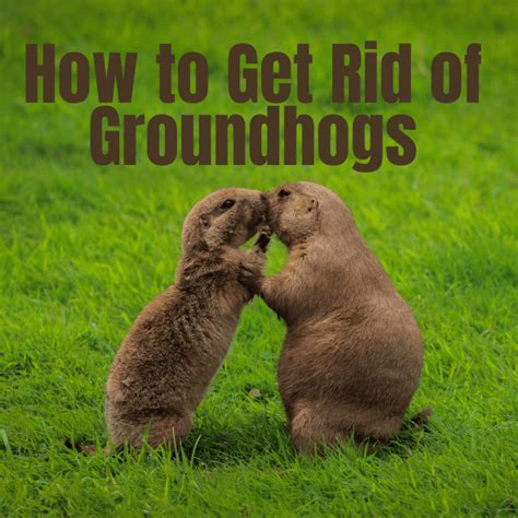 How do you get rid of groundhogs. Prune your yard and mow your lawn – Remove any type of cover groundhogs can use to hide or chew on. Keep your lawn neatly trimmed and your landscaping pruned. Pick up fallen fruit – If you have various fruit trees or bushes, keep the area around them clear of any fallen fruit, as this attracts groundhogs like a magnet. 